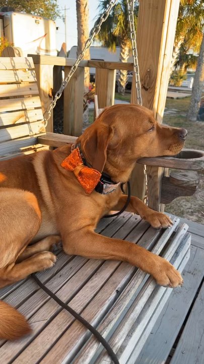 Low Key Hideaway - Dog friendly! - Bars Near Me - Cedar Key, Florida