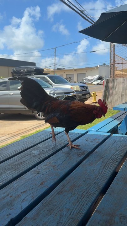 LAWAI’A FISH CO. - Updated June 2026 - 360 Photos & 166 Reviews - 3082 ...