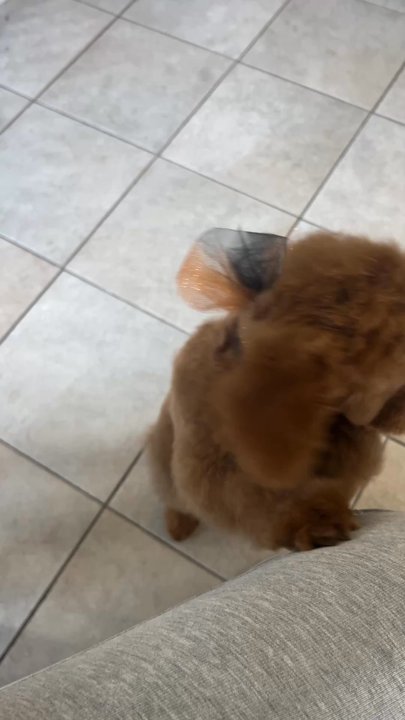 Tiny Tails - Tyson's first groom! - Pet Groomers Near Me - Brooklyn, New York