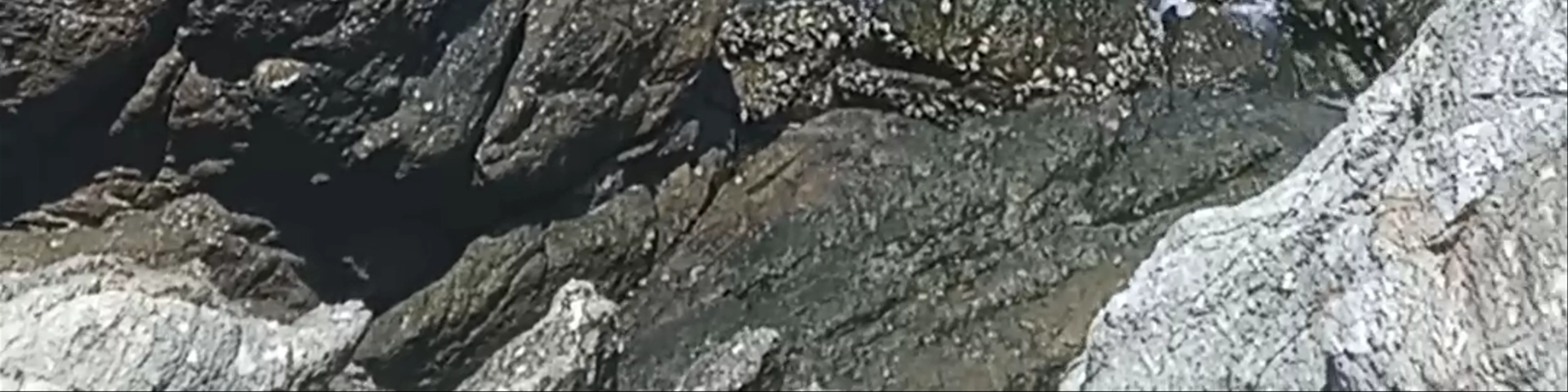 The Cliff Lipe