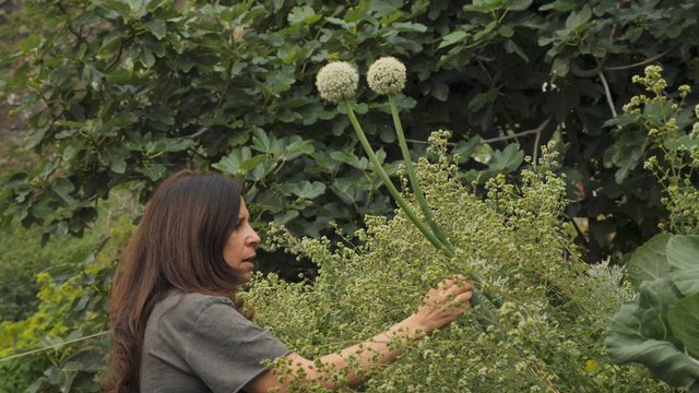 Woman picking dandelions from a garden