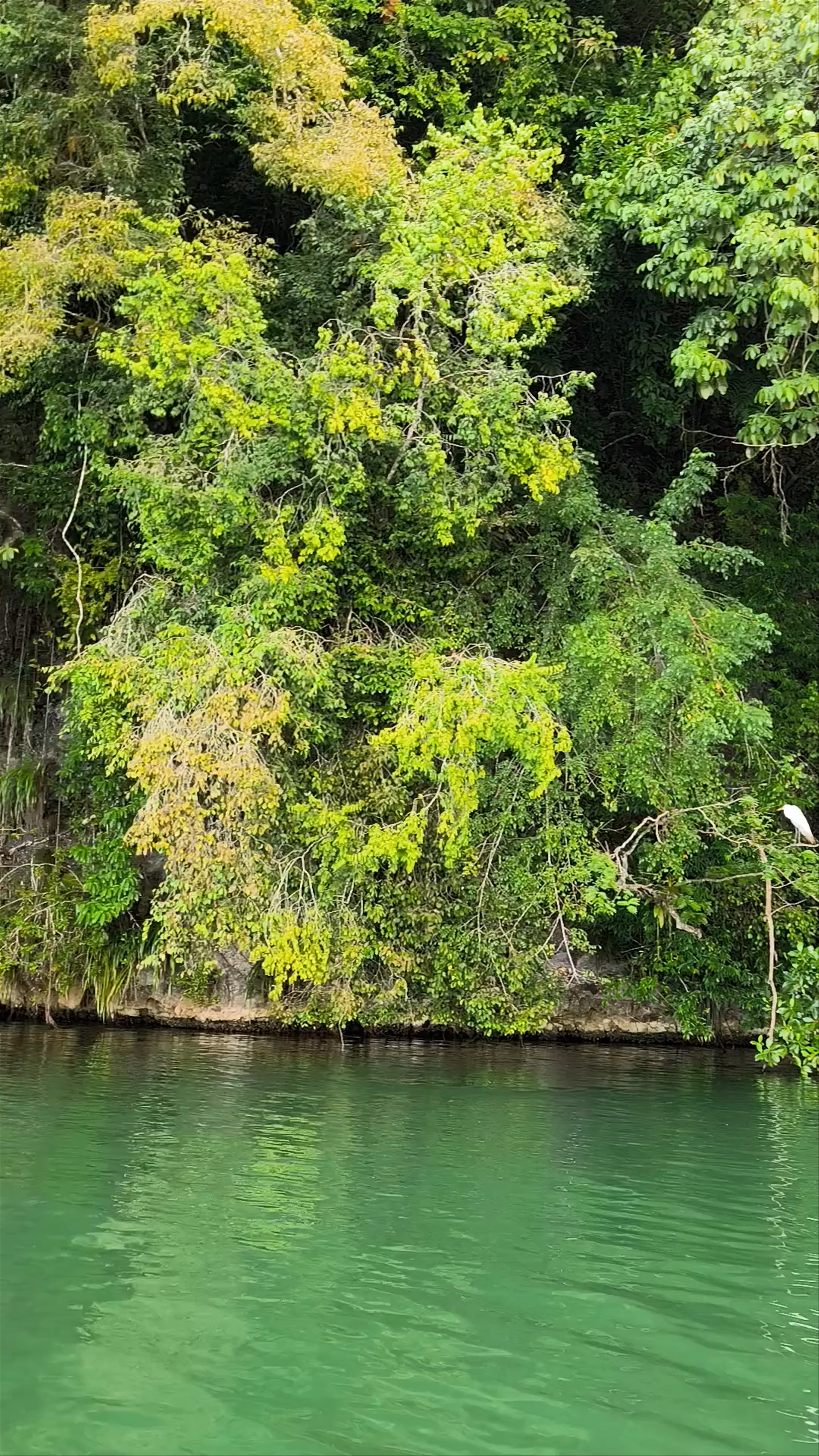 Biotopo Protegido Chocón Machacas