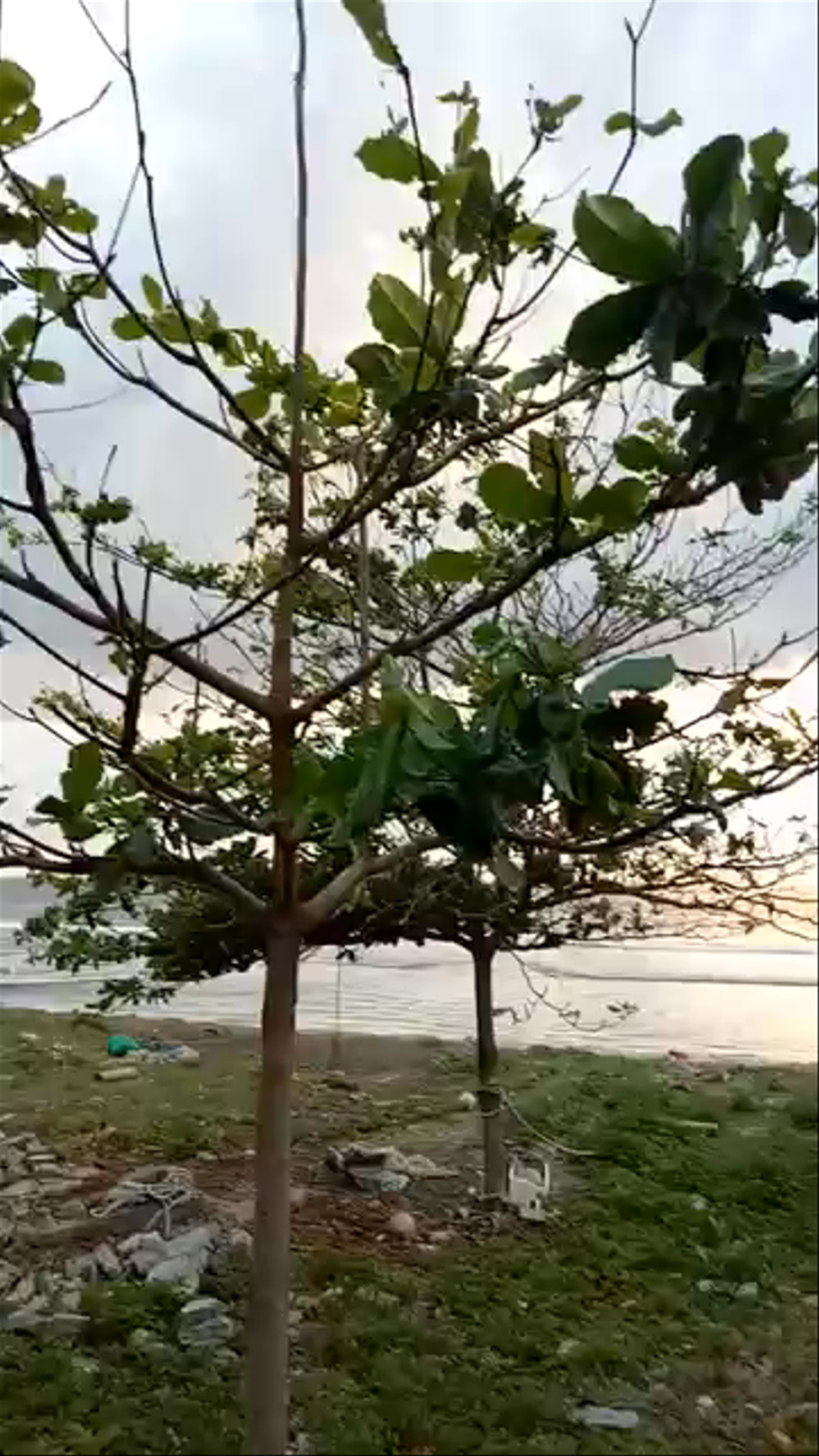 BAKUNG COZY COTTAGE