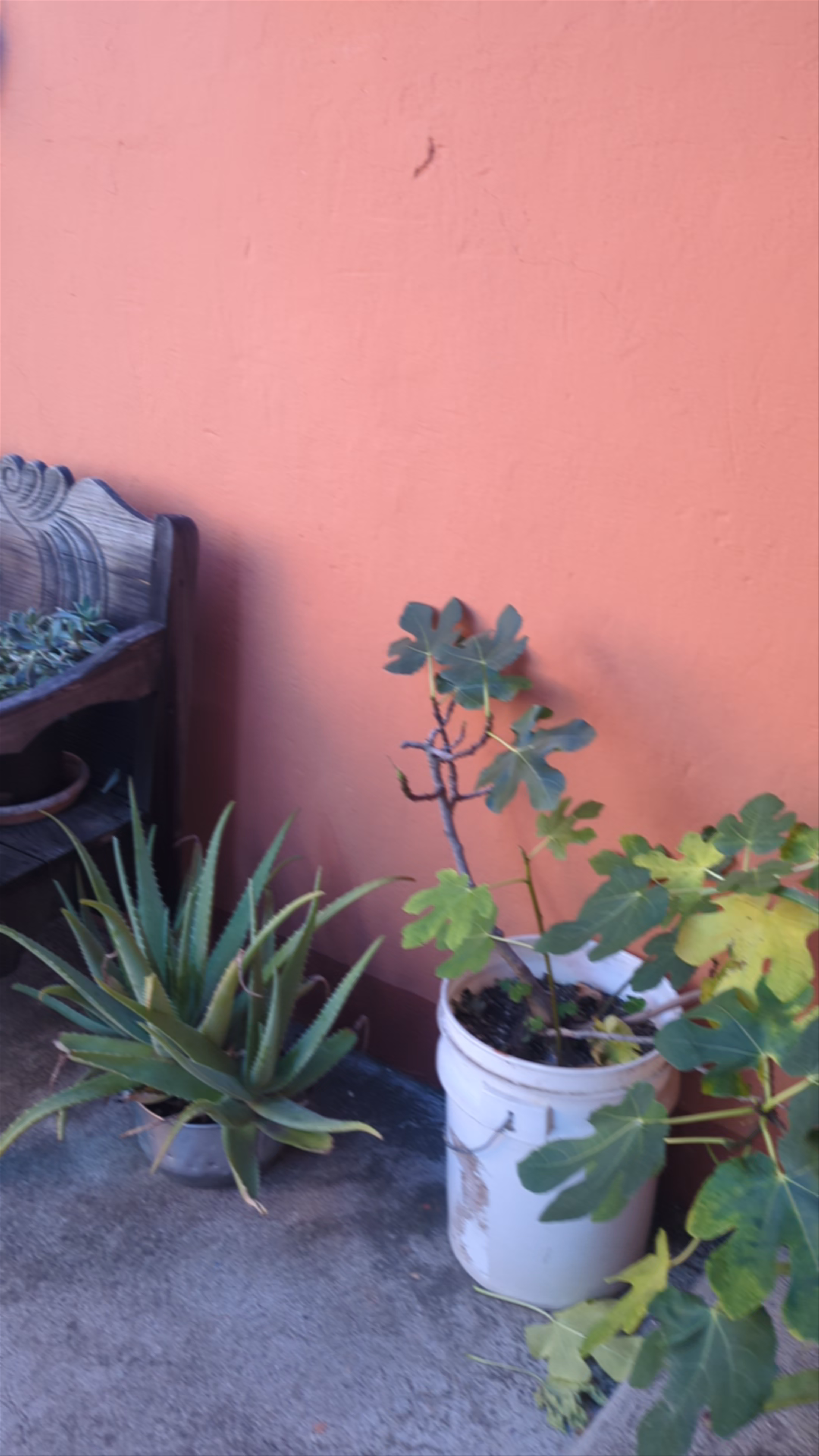 Hospedaje El Viajero Antigua: Charming Courtyard and Rooftop Views in Antigua Guatemala
