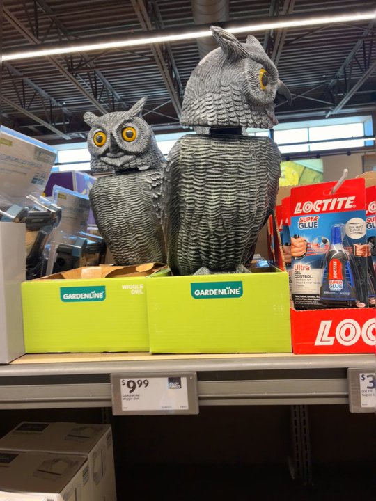 ALDI - Owls! - Grocery Near Me - Yucca Valley, California