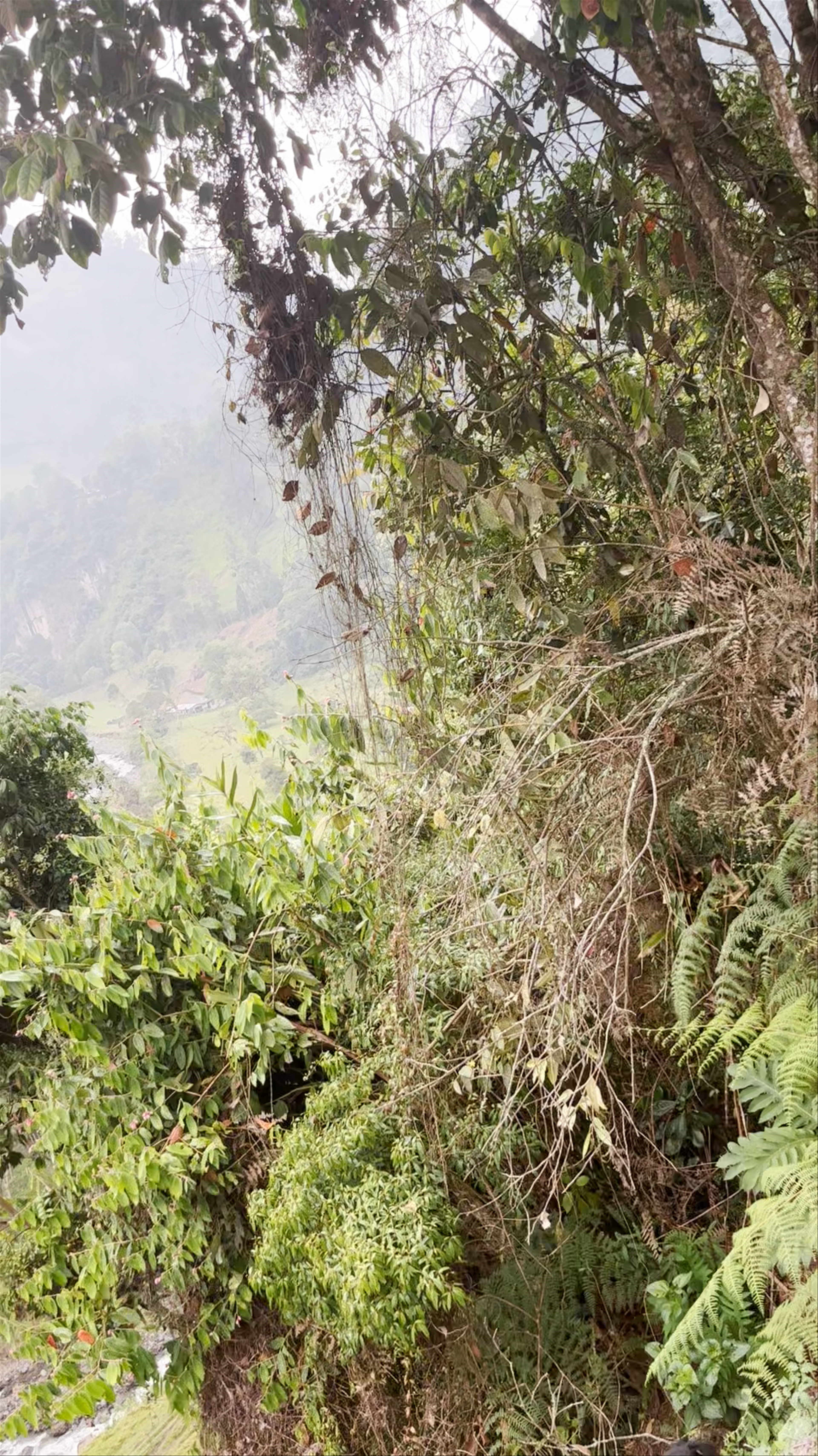 Cabalgatas - Nueva Bilbao