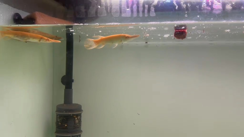 Siamese carp 5 inches