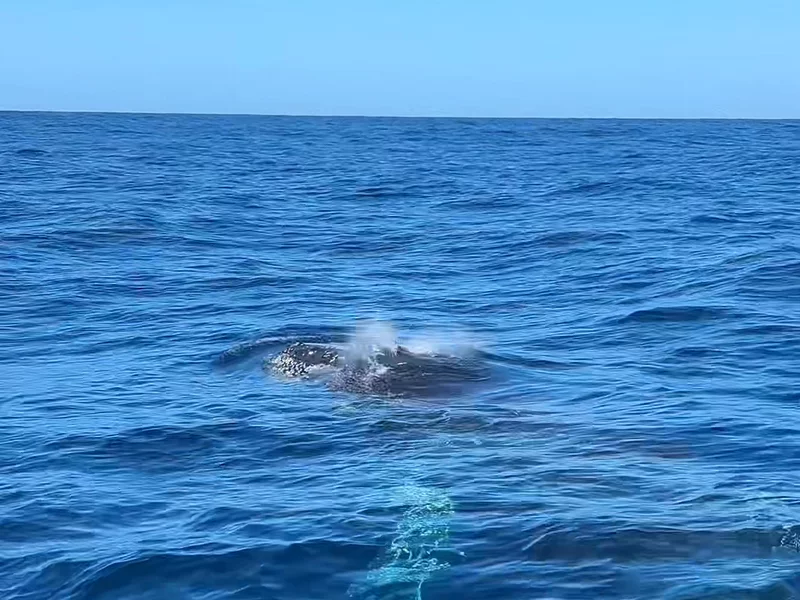 Whale Tales - Sydney