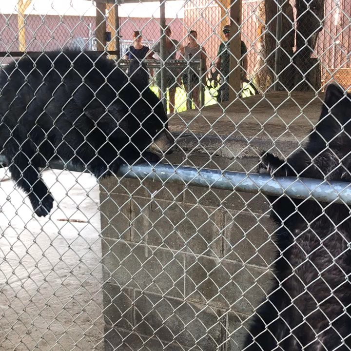 Oswald's Bear Ranch - Zoos Near Me - Newberry, Michigan