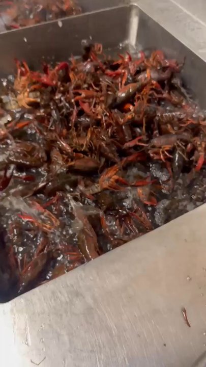 Abby's Crab Shack - Abbys Crabshack in cedar park just got some big boys  they also have a wicked good beer wall - Cajun/Creole Near Me - Cedar Park, Texas