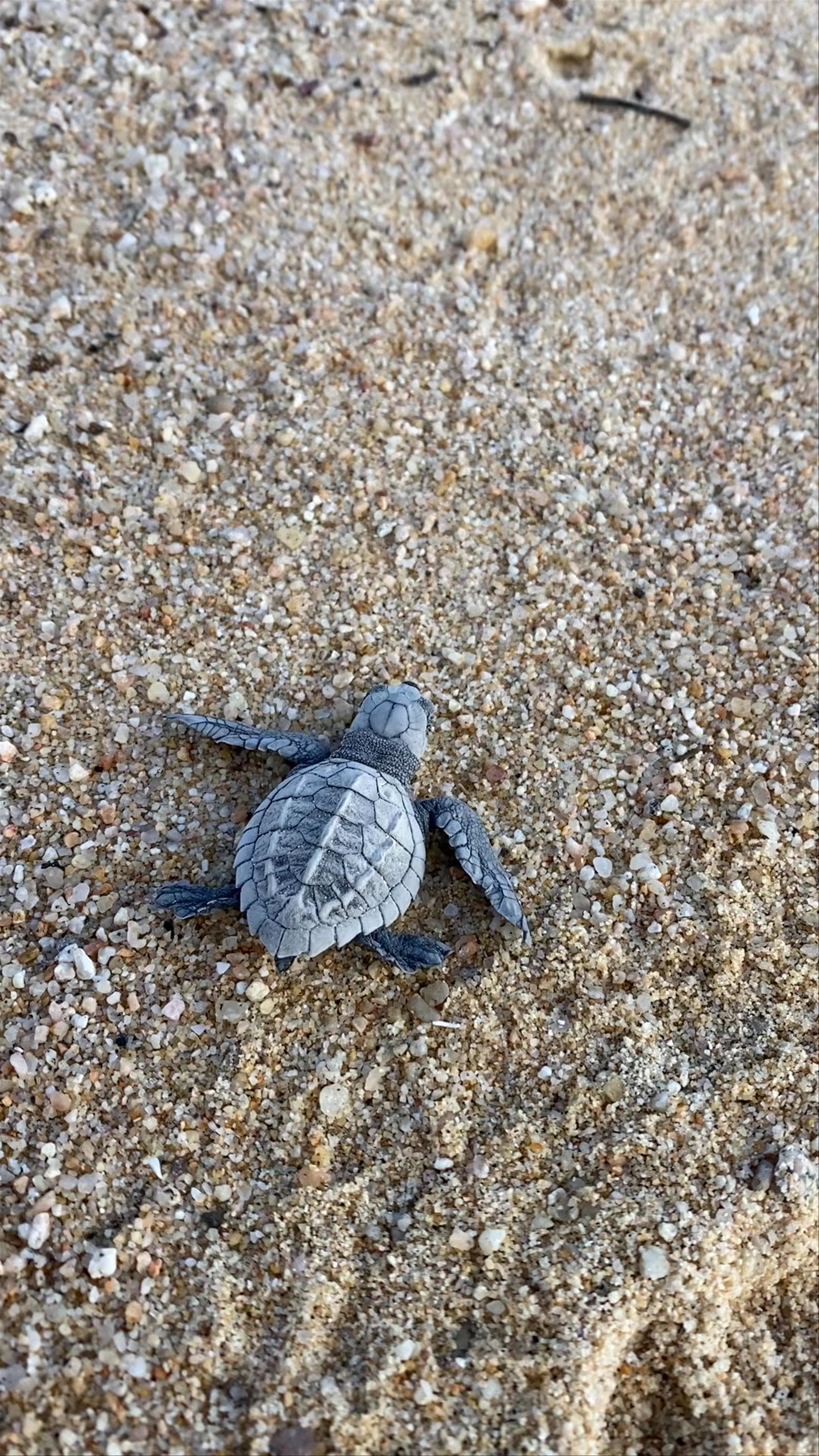 Palmilla Beach