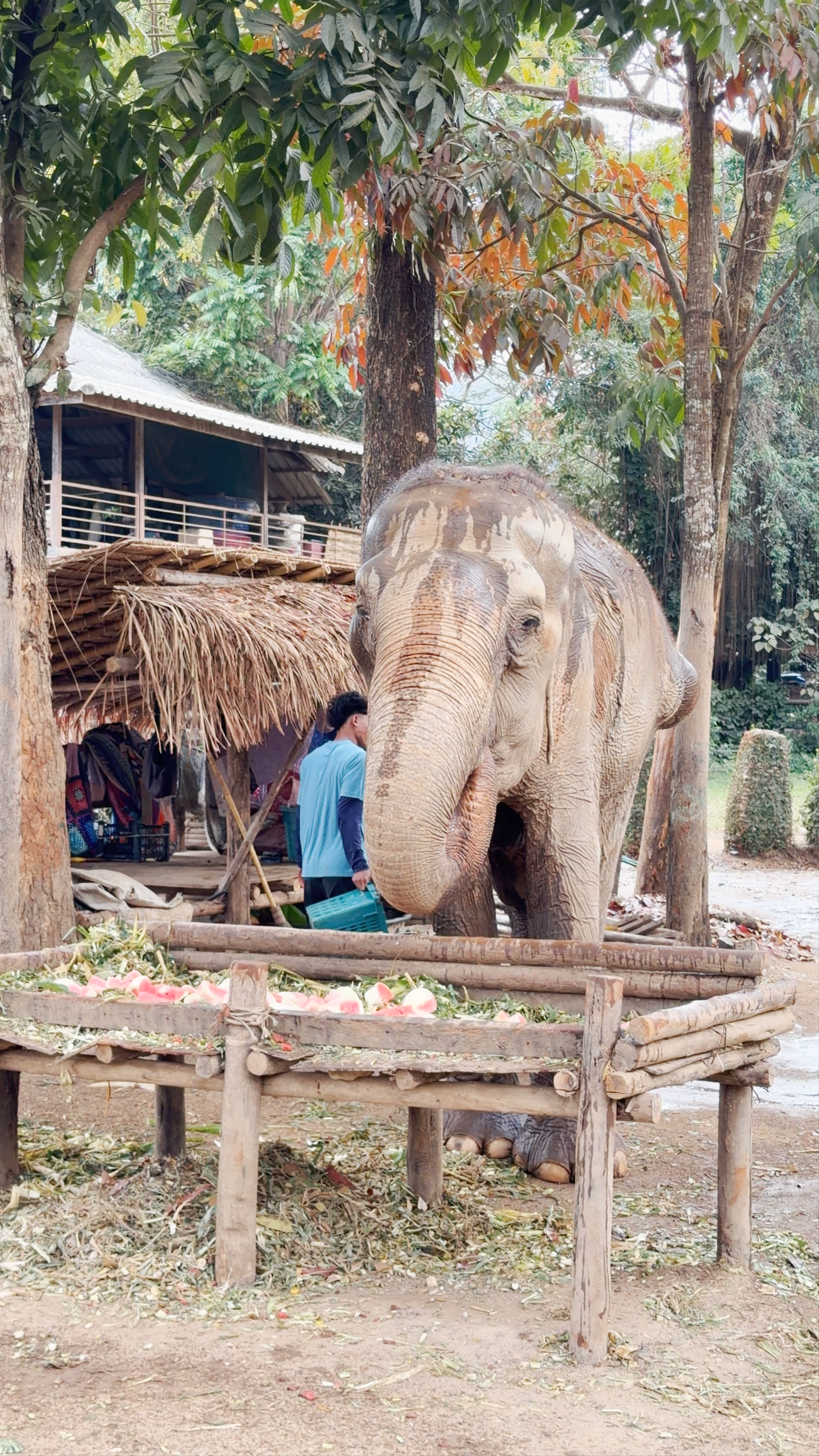 Elephant Nature Park