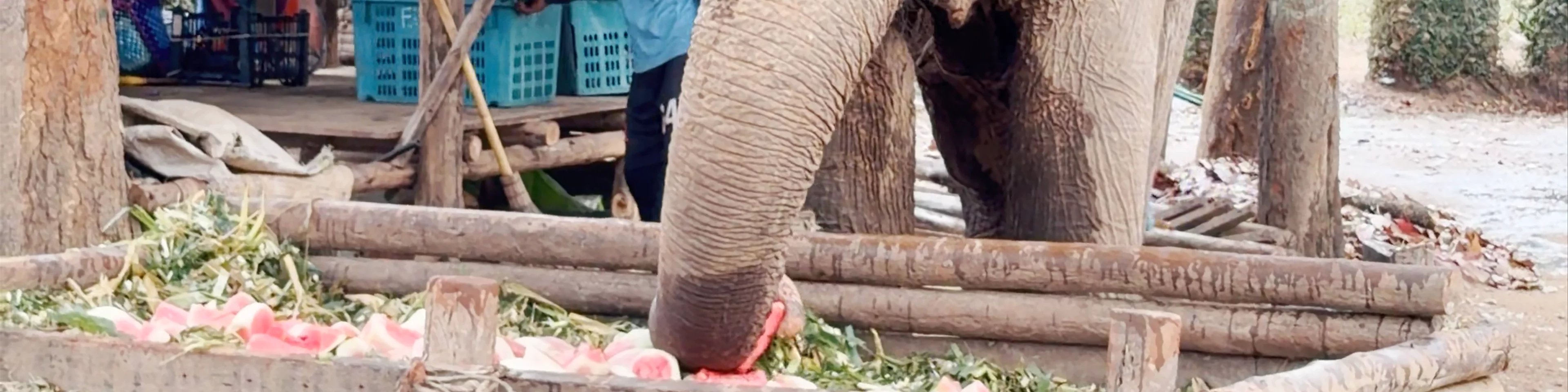 Elephant Nature Park