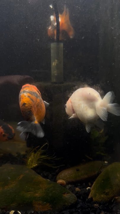 Agnoquatics - Beautiful little ranchu! - Local Fish Stores Near Me - Broadview Heights, Ohio