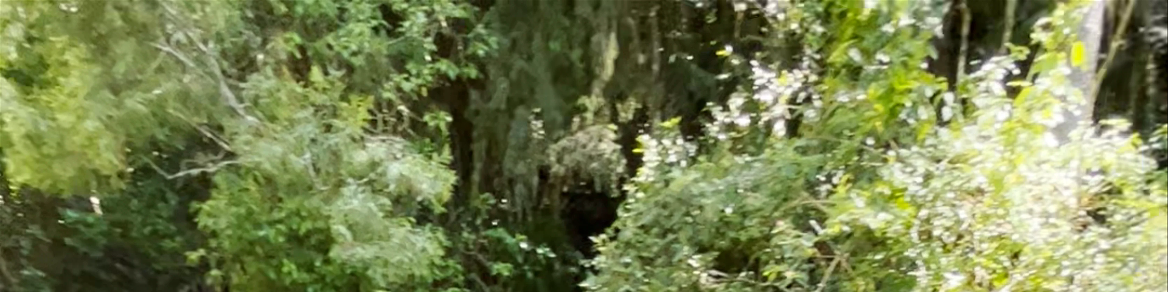 Natural Bridge