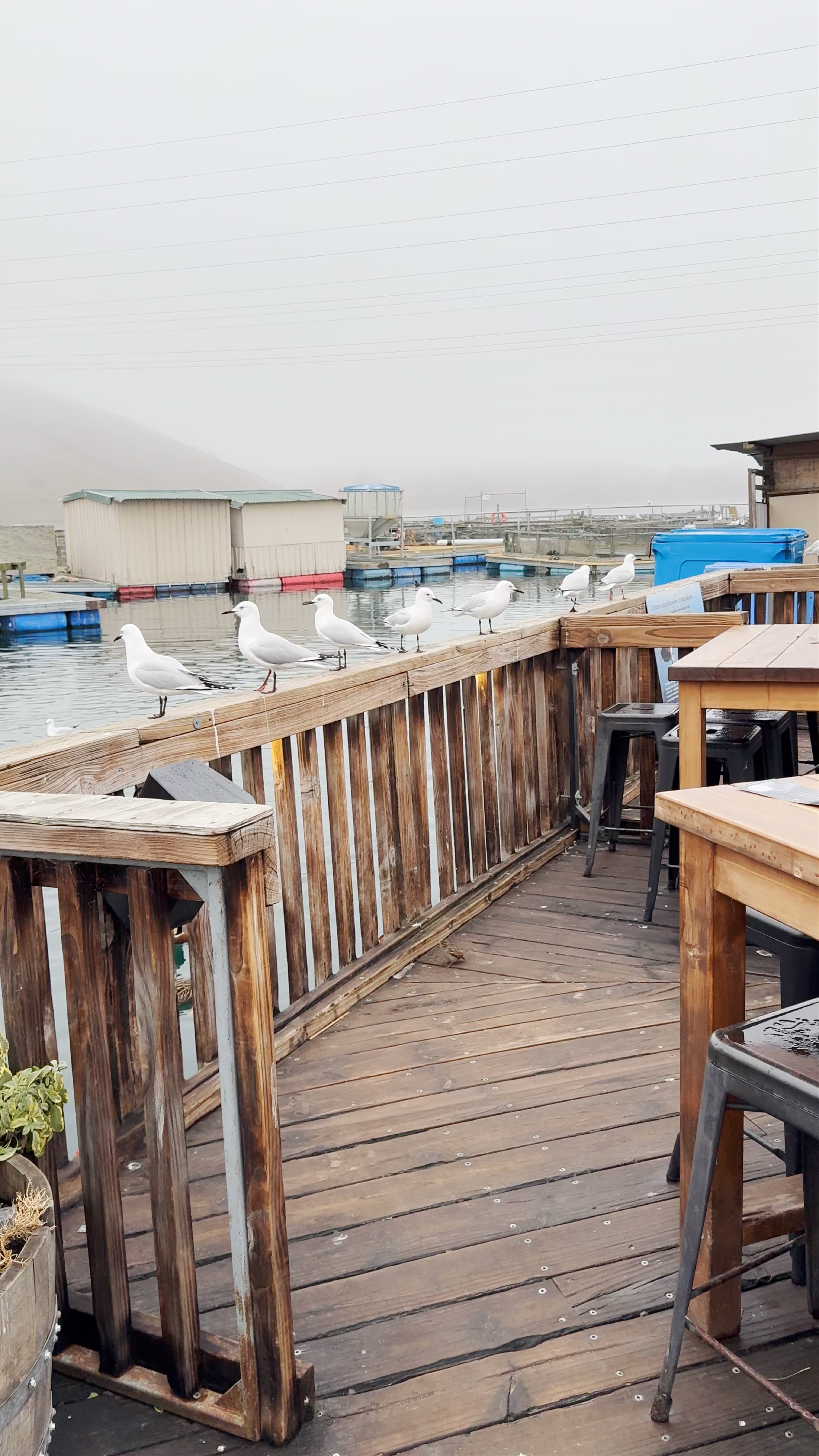 High Country Salmon Twizel-Omarama Road