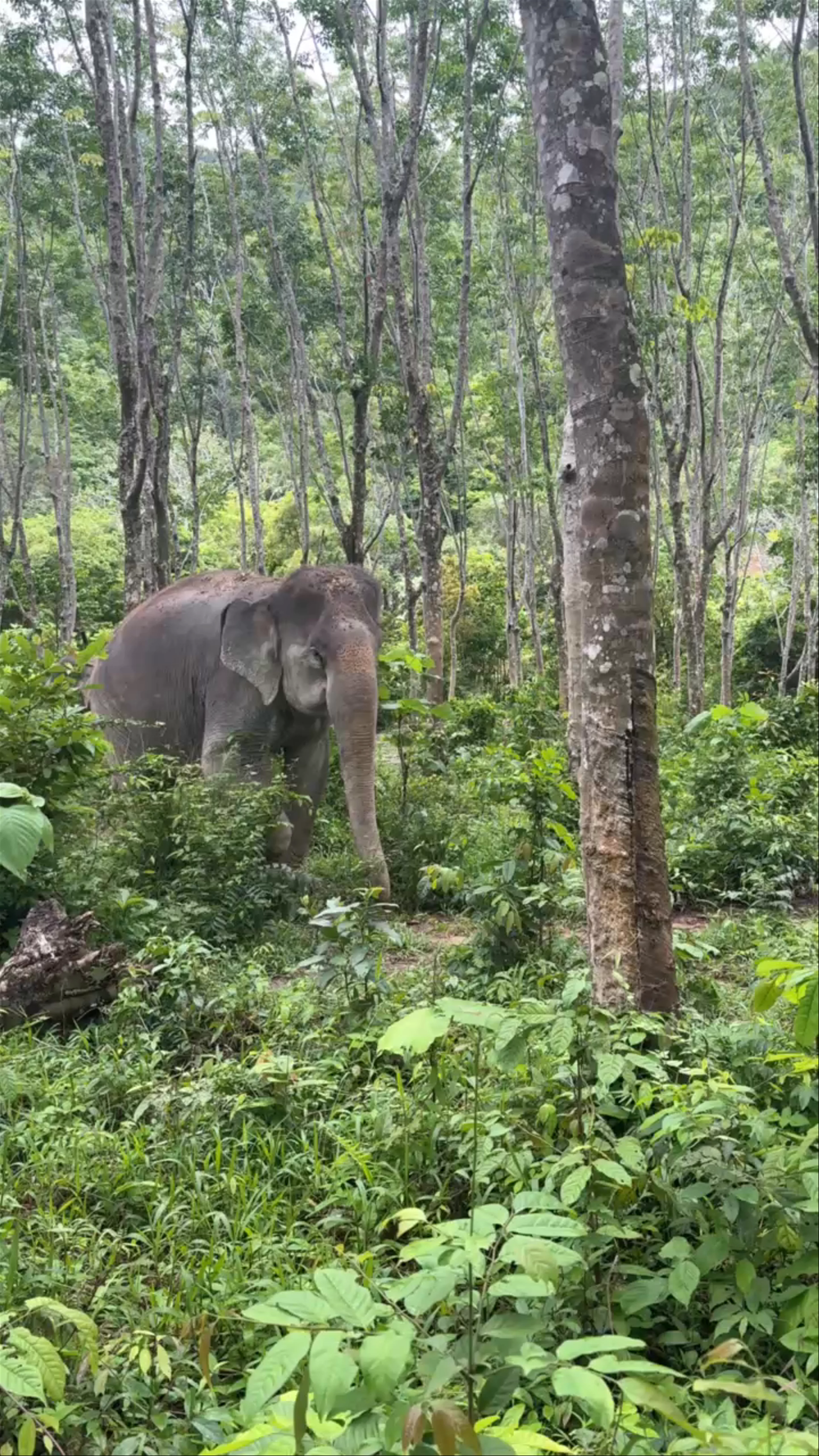 Following Giants Koh Lanta Ethical Elephant Sanctuary