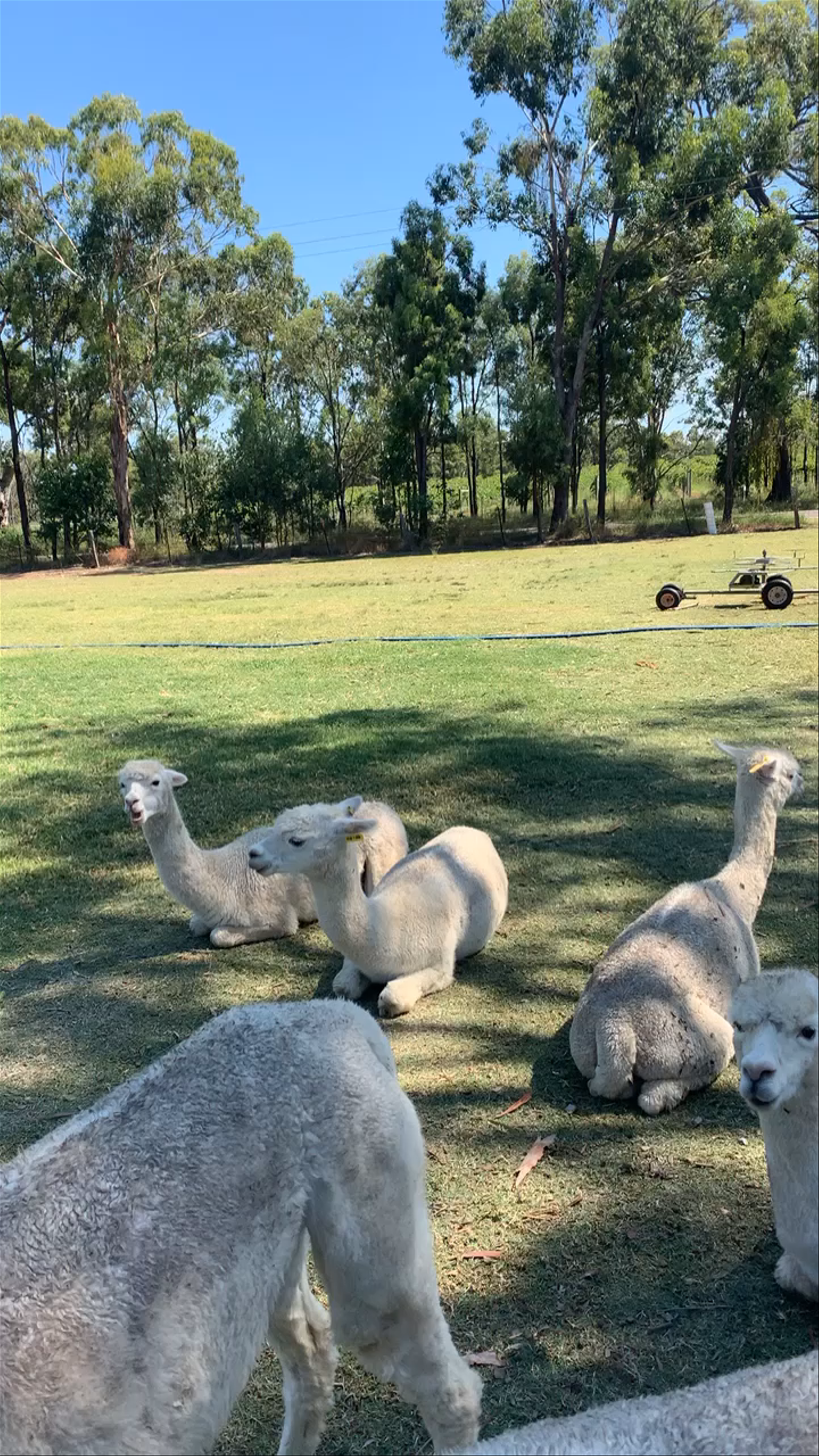 Alpaca Farm - Hunter Valley 