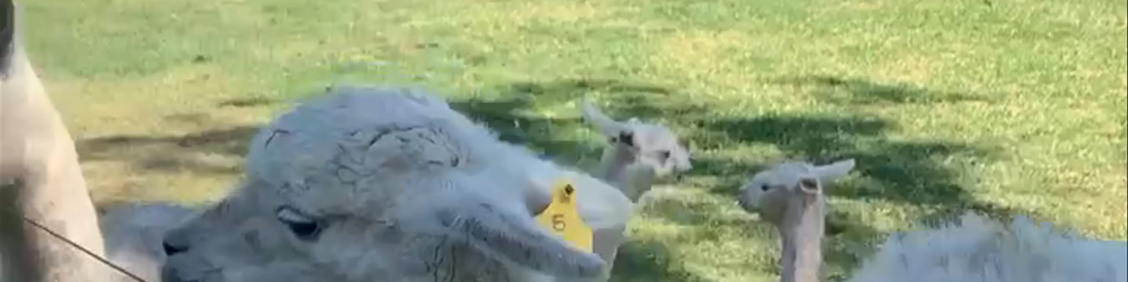Alpaca Farm - Hunter Valley 