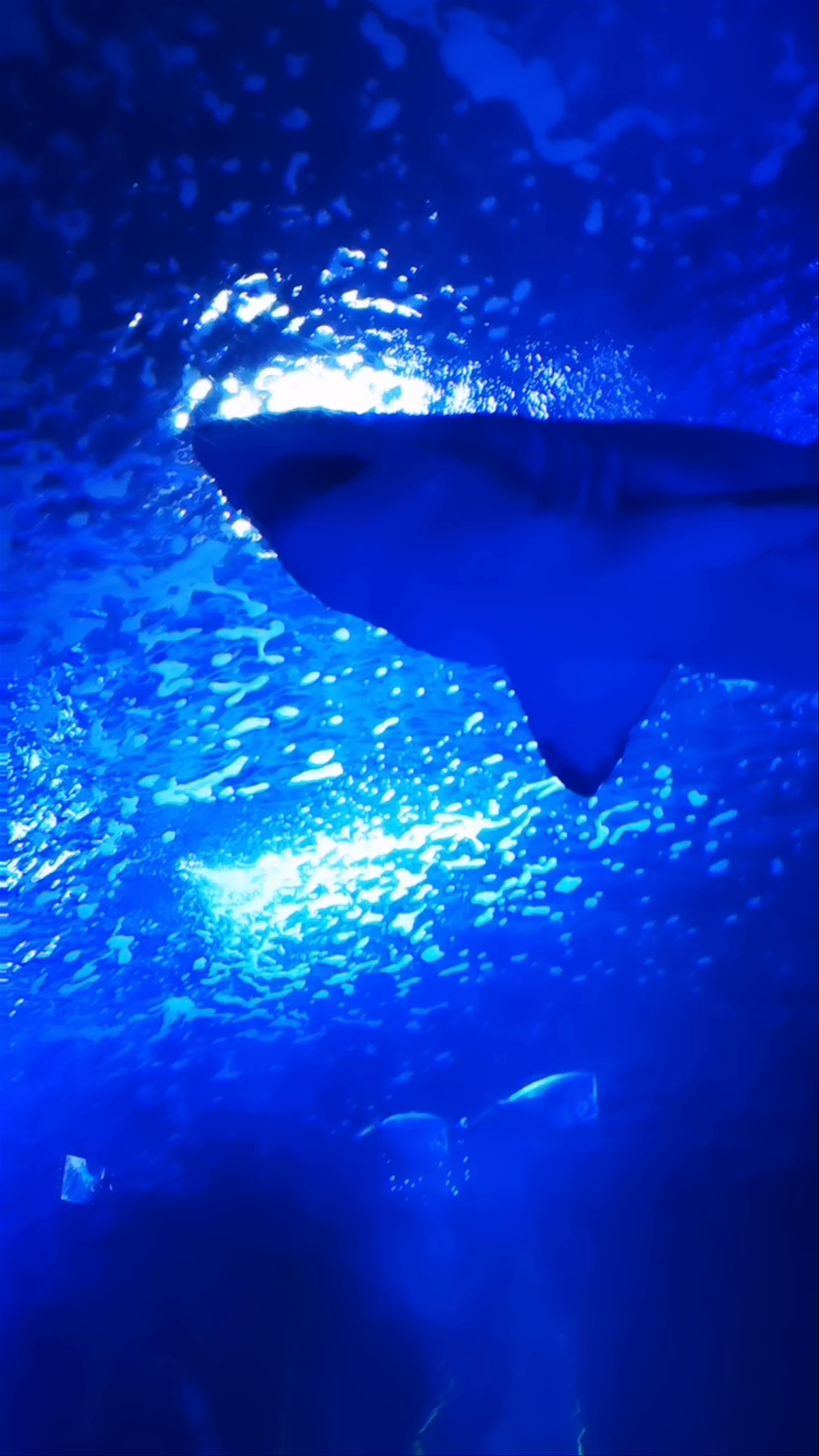 Oceanogràfic