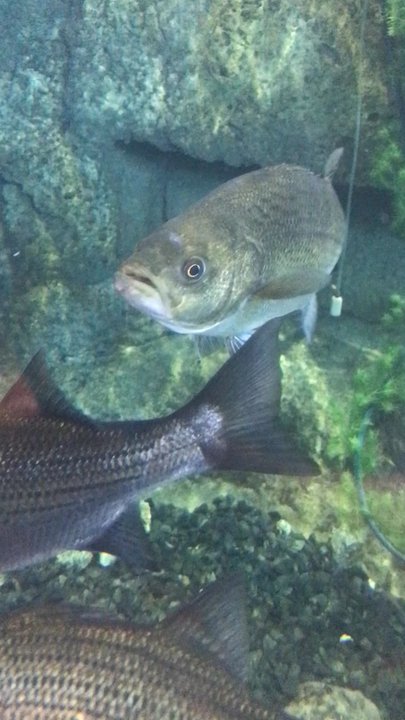 Bass Pro Shops - Fish tank - Outdoor Gear Near Me - Orlando, Florida