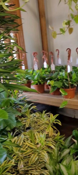 Plant Safari - Incredible!! - Nurseries & Gardening Near Me - Upland, California