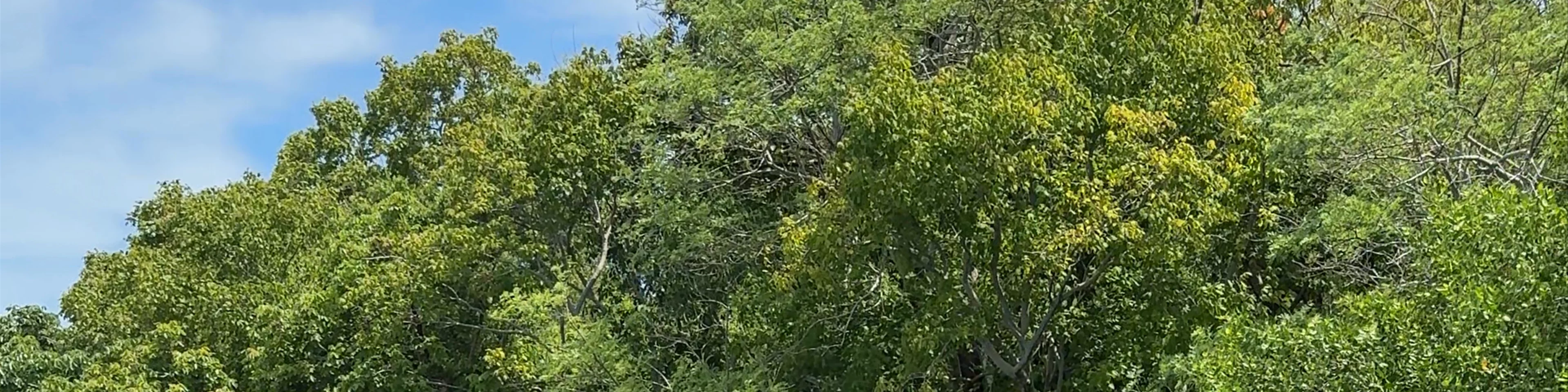 Isla Pescadito