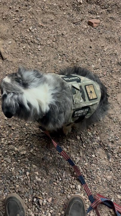 The Hitching Post - Service dog out front of the saloon after being refused entry - Pizza Near Me - Apache Junction, Arizona