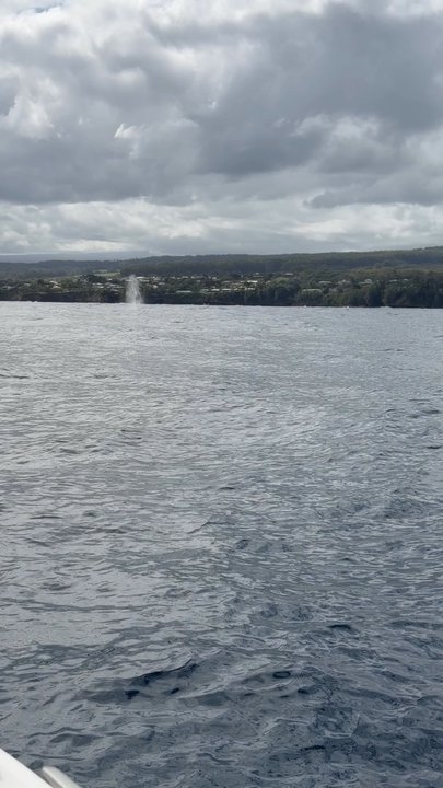 Hilo Ocean Adventures - Beautiful experience 2 tails - Swimming Lessons/Schools Near Me - Hilo, Hawaii
