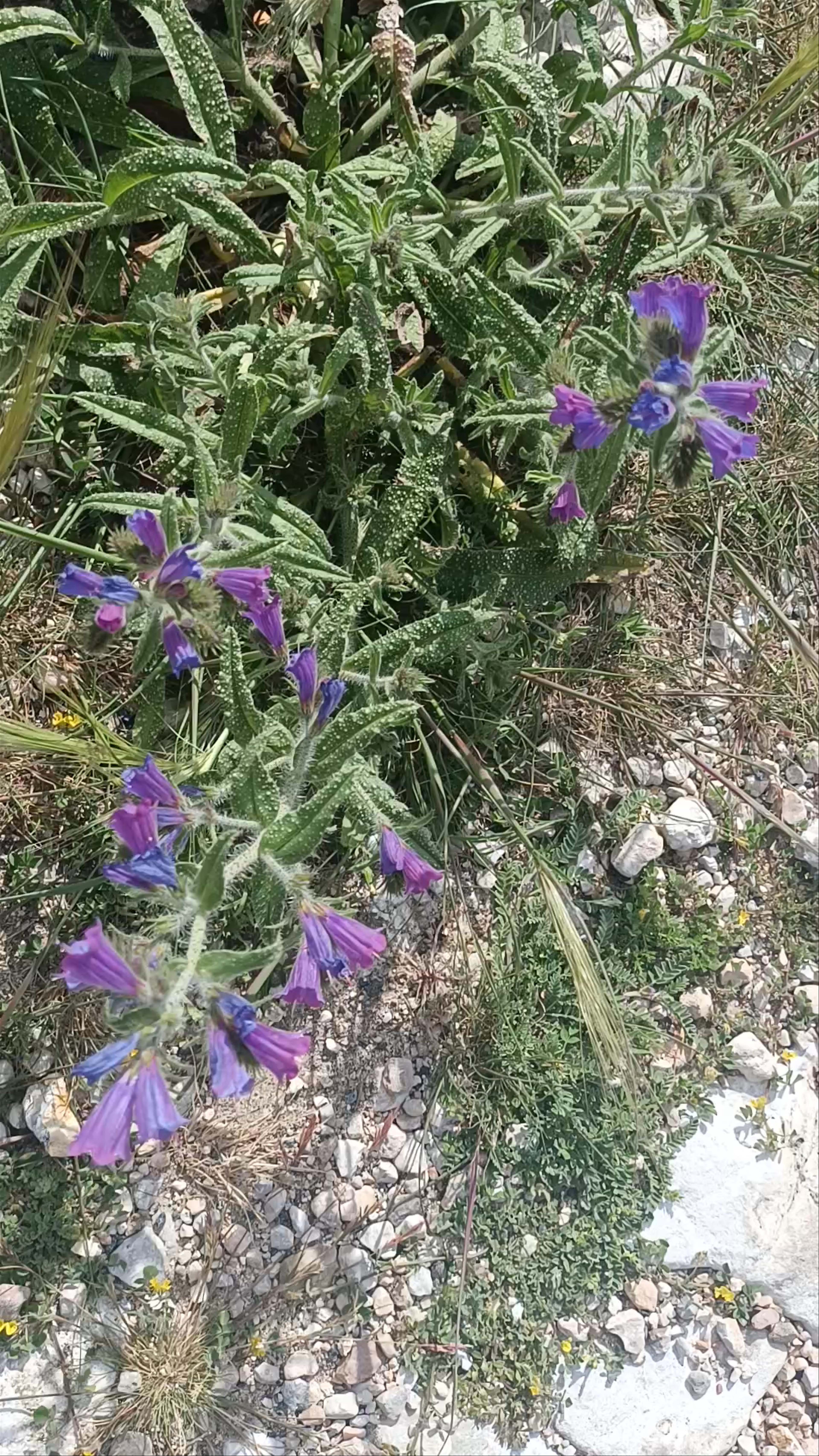 Restos del Castillo De La Yedra