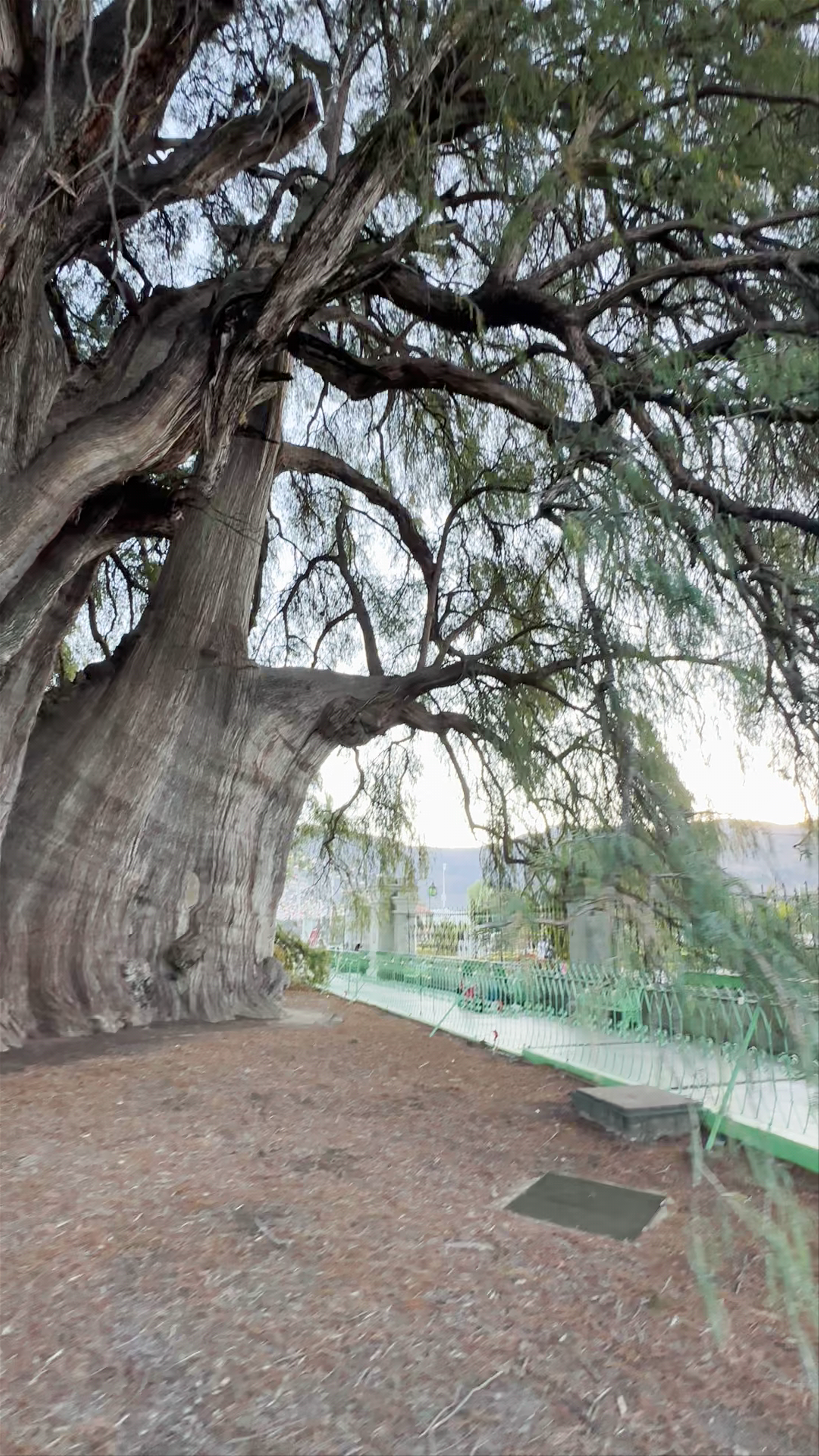 Árbol del Tule: Majestic Ancient Tree in Oaxaca, Mexico