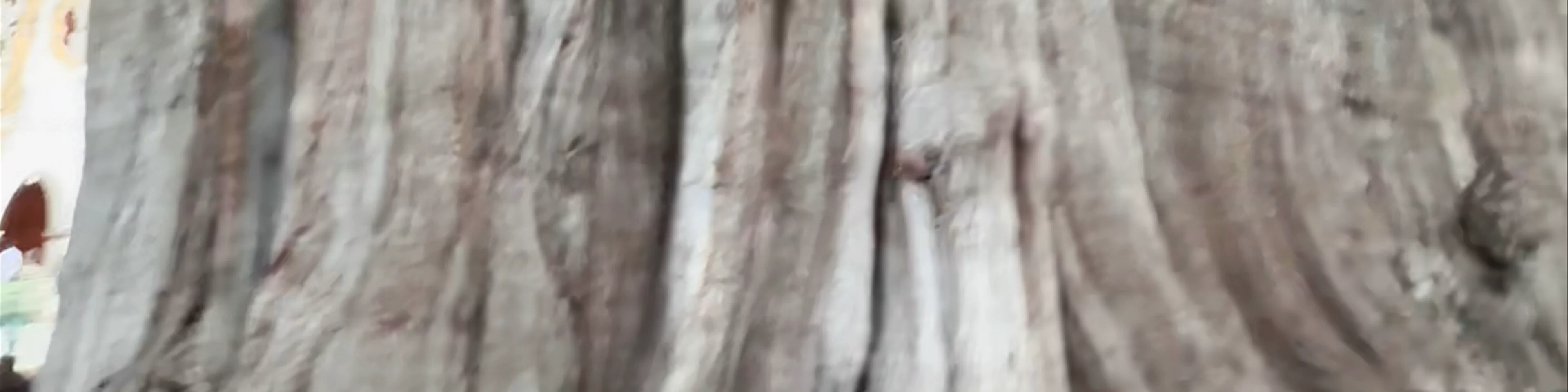 Árbol del Tule