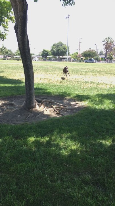 Barnes Park - With my boy Zeus of coarse I made sure no one was around perfect park to take your dog and get tired!!! - Playgrounds Near Me - Baldwin Park, California