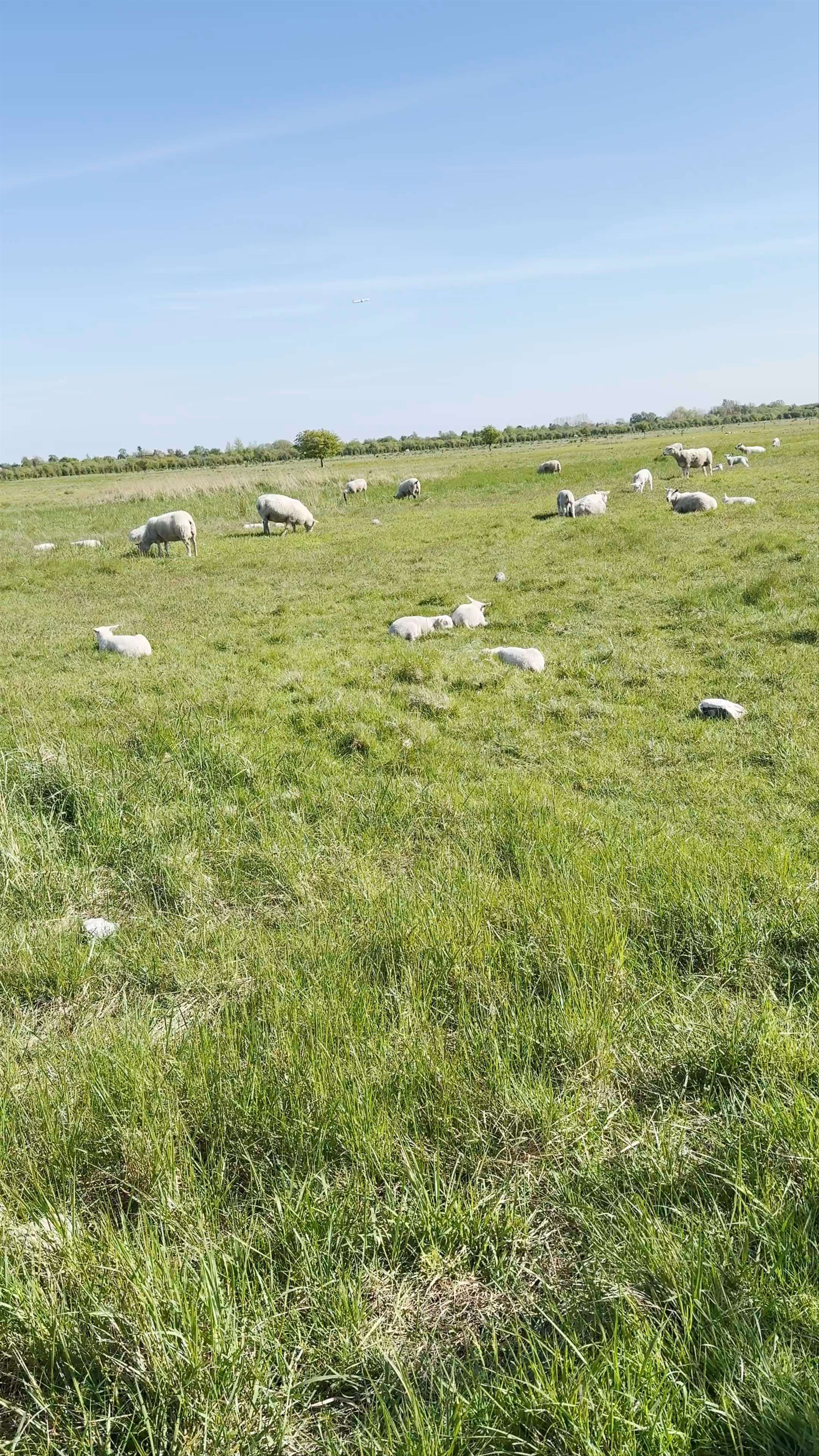 Peaceful Pastures at Naturcenter Amager in Kastrup, Denmark