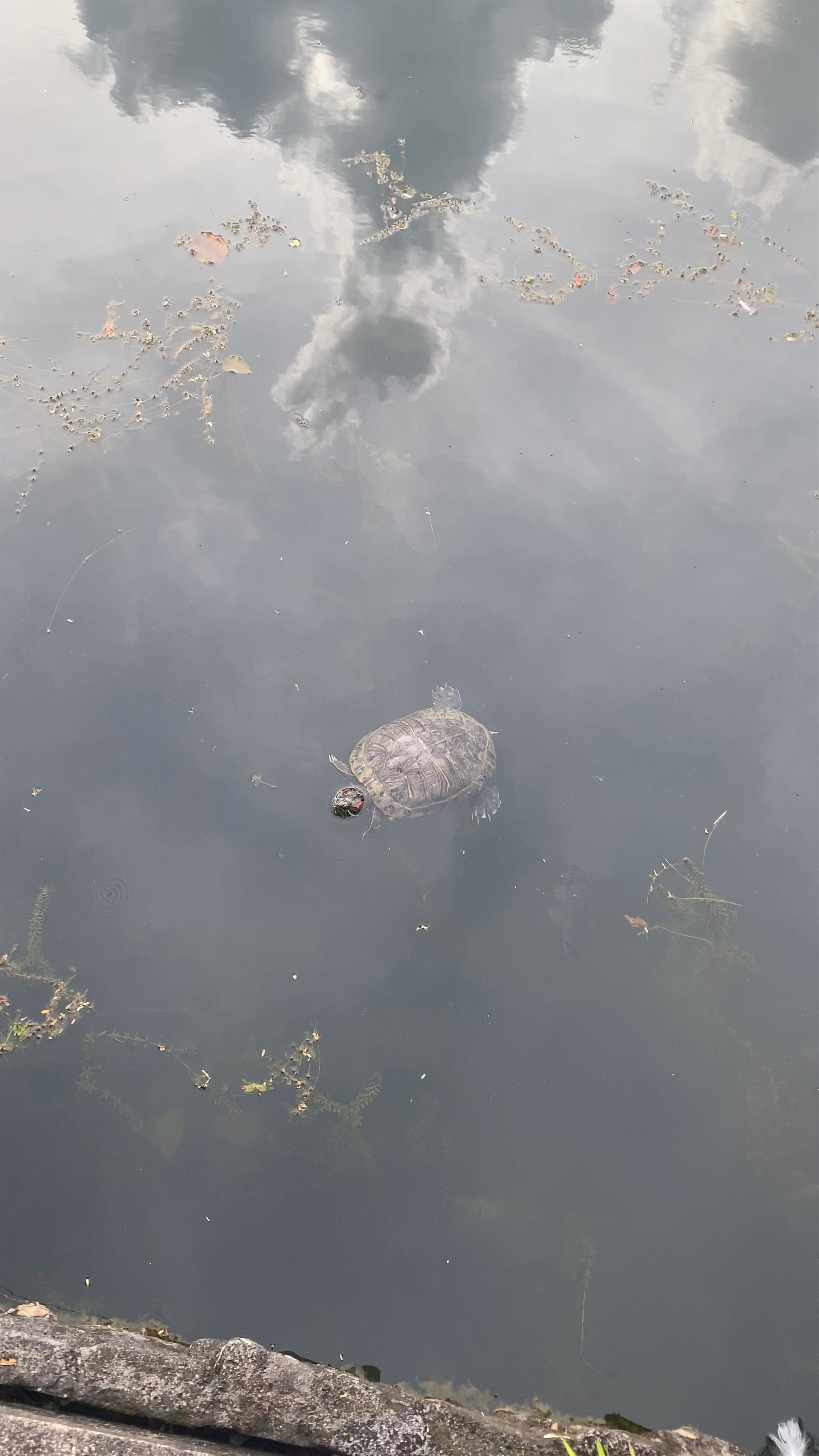 Serene Turtle Sightings at Singapore Botanic Gardens