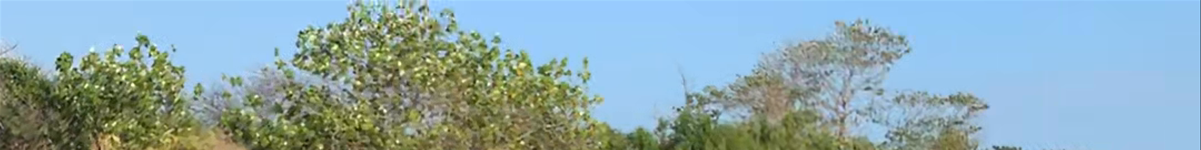 Tours & experiences in Nicoya