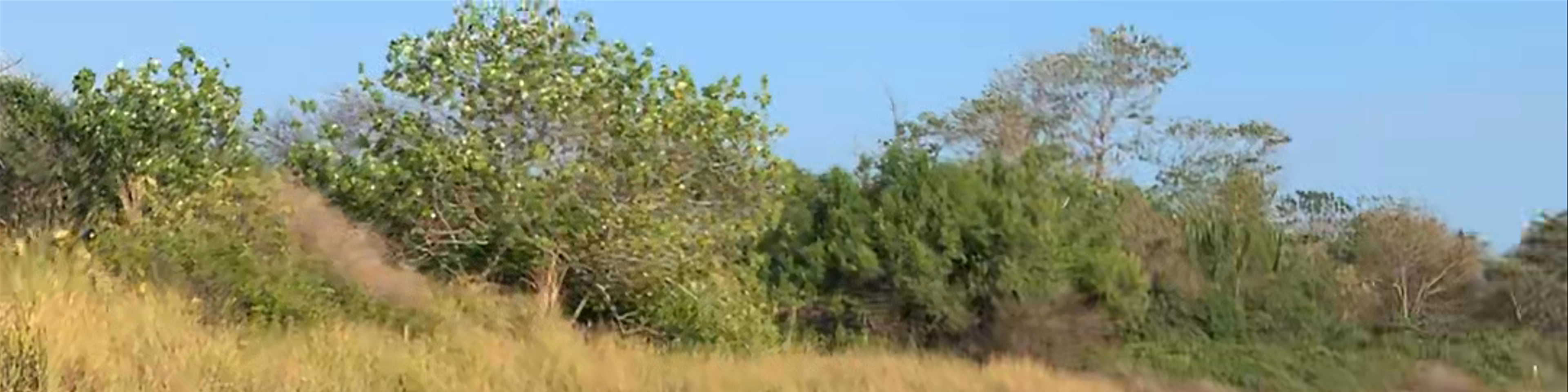 Nicoya