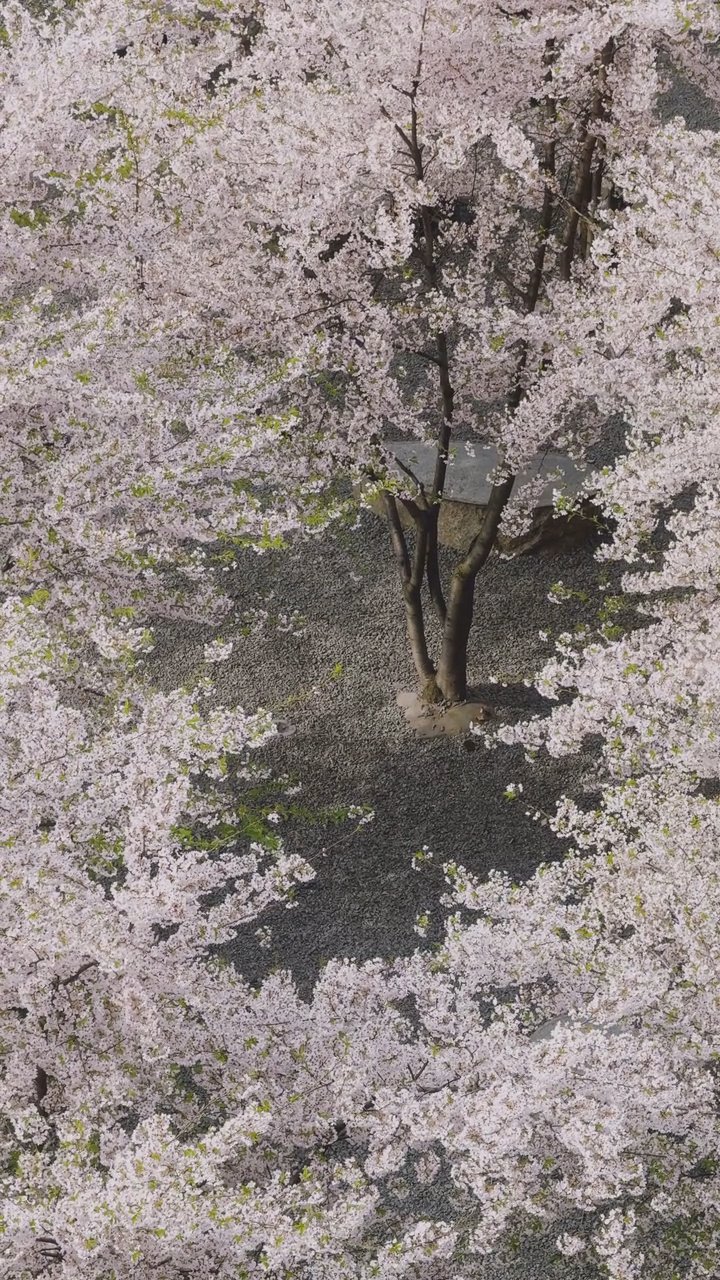 今日の癒し
🎥 Kateryna Hnidash · Pexels
#癒し #リラックス #自然 #relax #healing