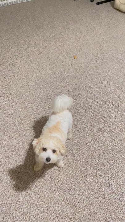 All Ears - Placemat command to calm my dog - Pet Training Near Me