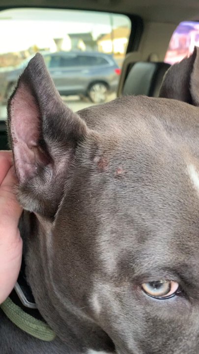 The Barkington - Cuts on triggers head - Pet Boarding Near Me - Castle Hayne, North Carolina