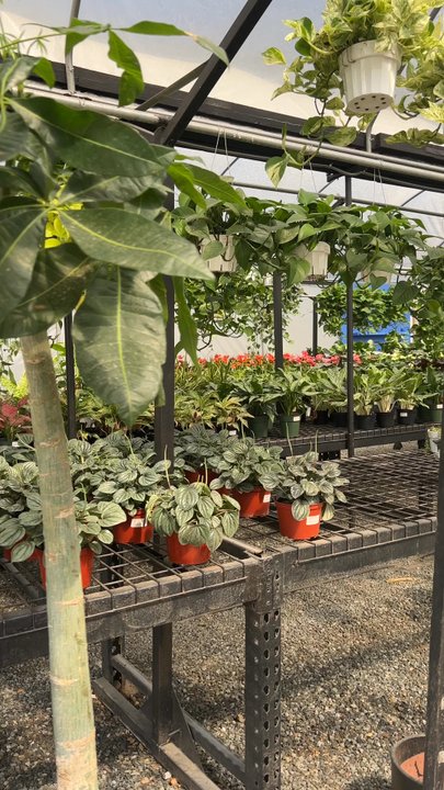 Toro Nursery - Nurseries & Gardening Near Me - Torrance, California