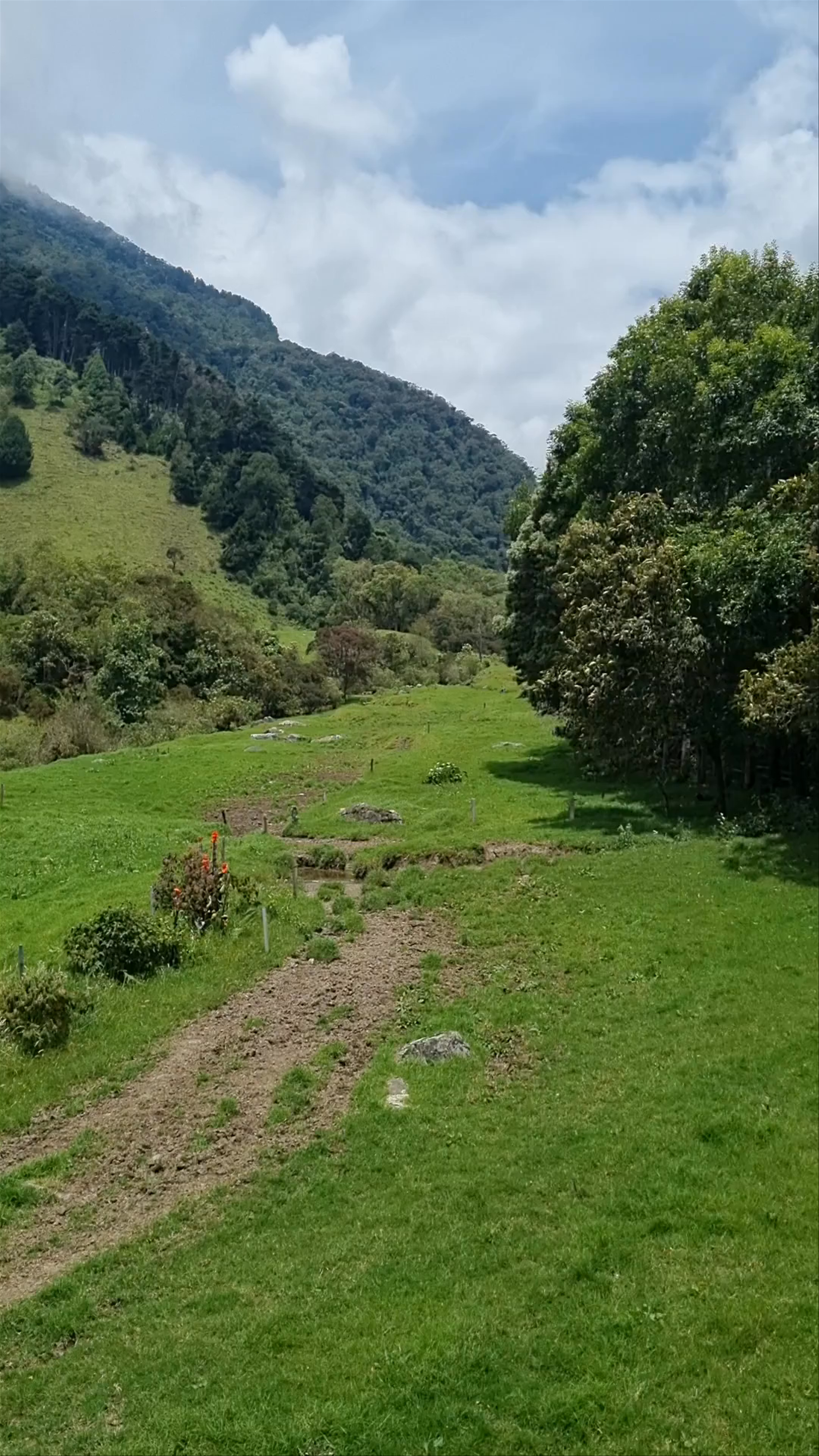 Cocora Valley Trail: Majestic Cloud Forest Adventure in Salento, Colombia