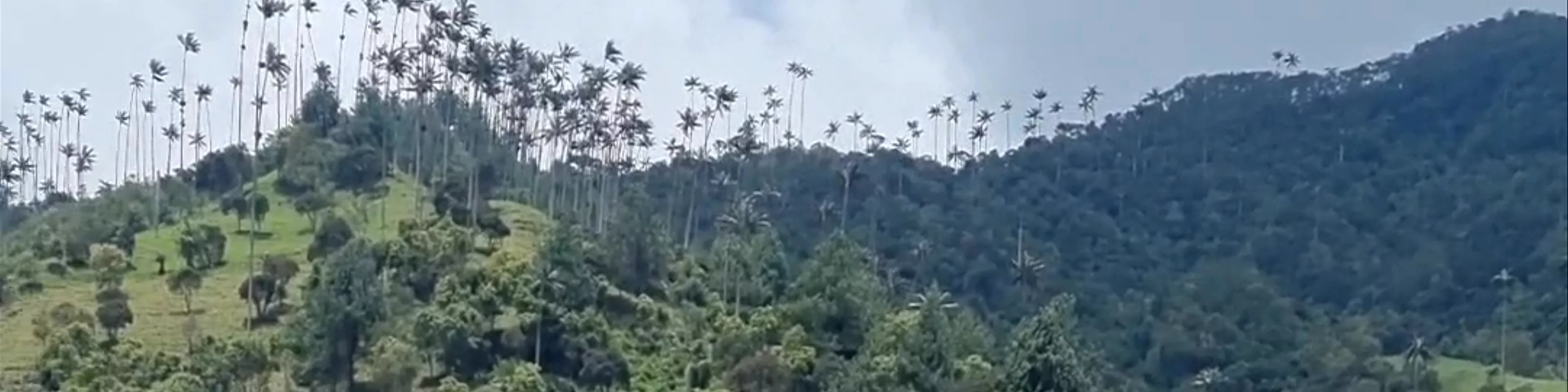Cocora Valley Trail