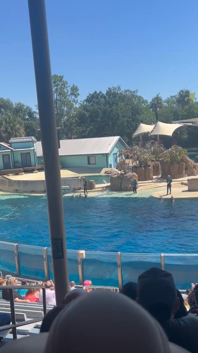 Dolphin Theater - Dolphin Show - Stadiums & Arenas Near Me - Orlando, Florida
