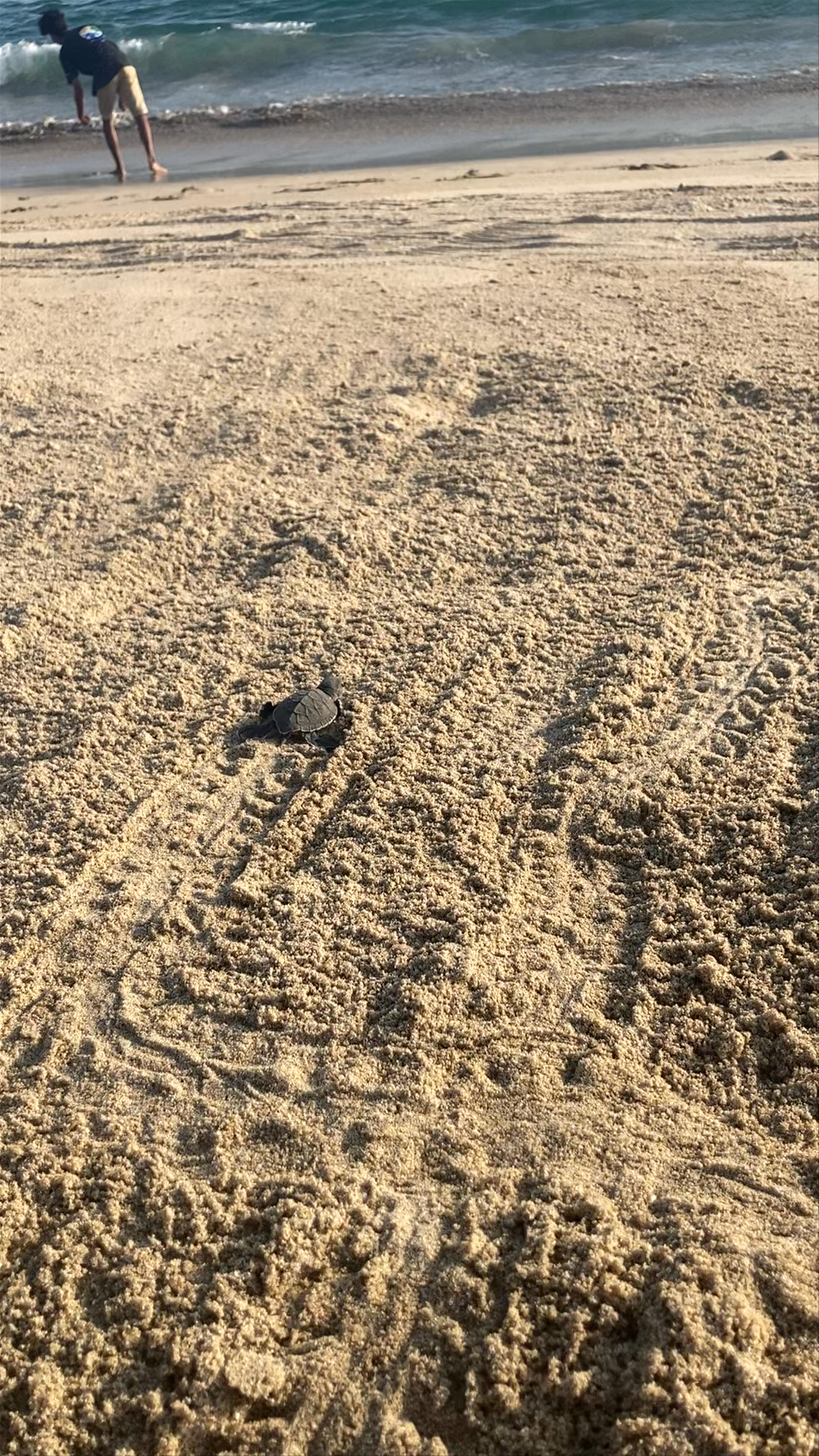 Baby Turtle Release Centre