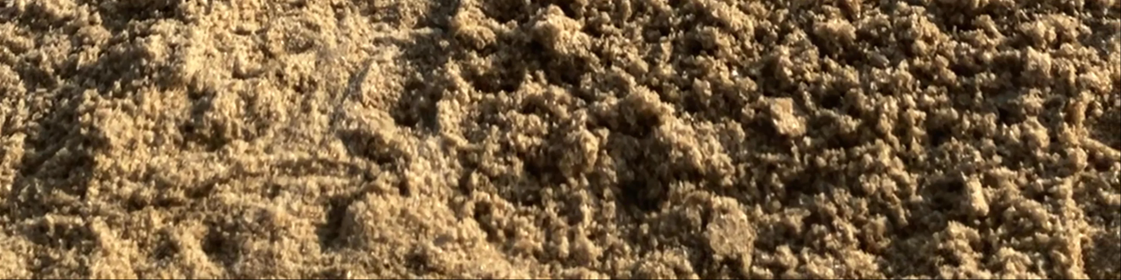 Baby Turtle Release Centre