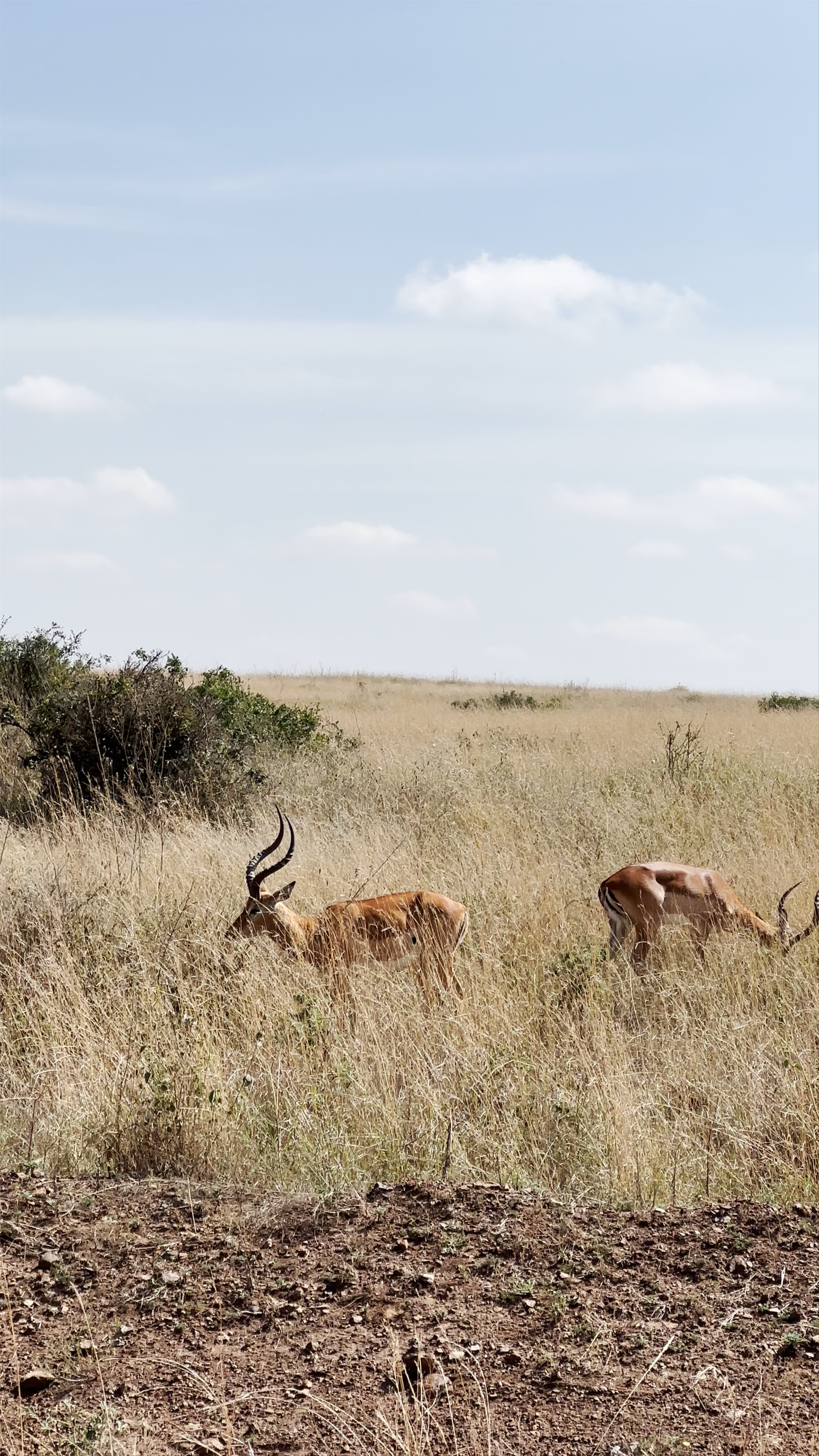 Nairobi National Park