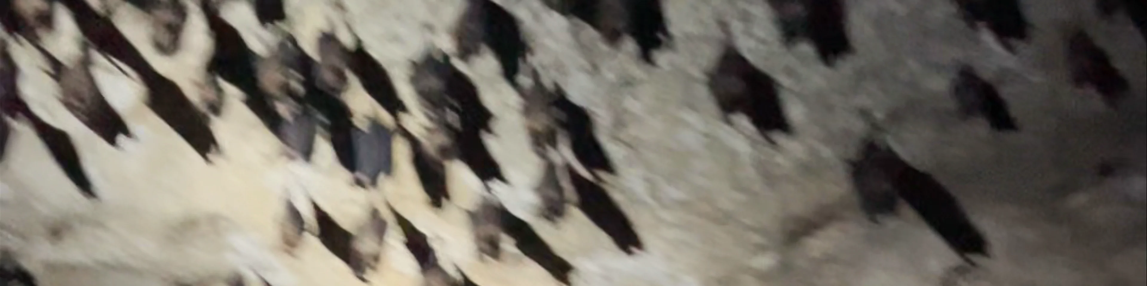 Kelawar Cave