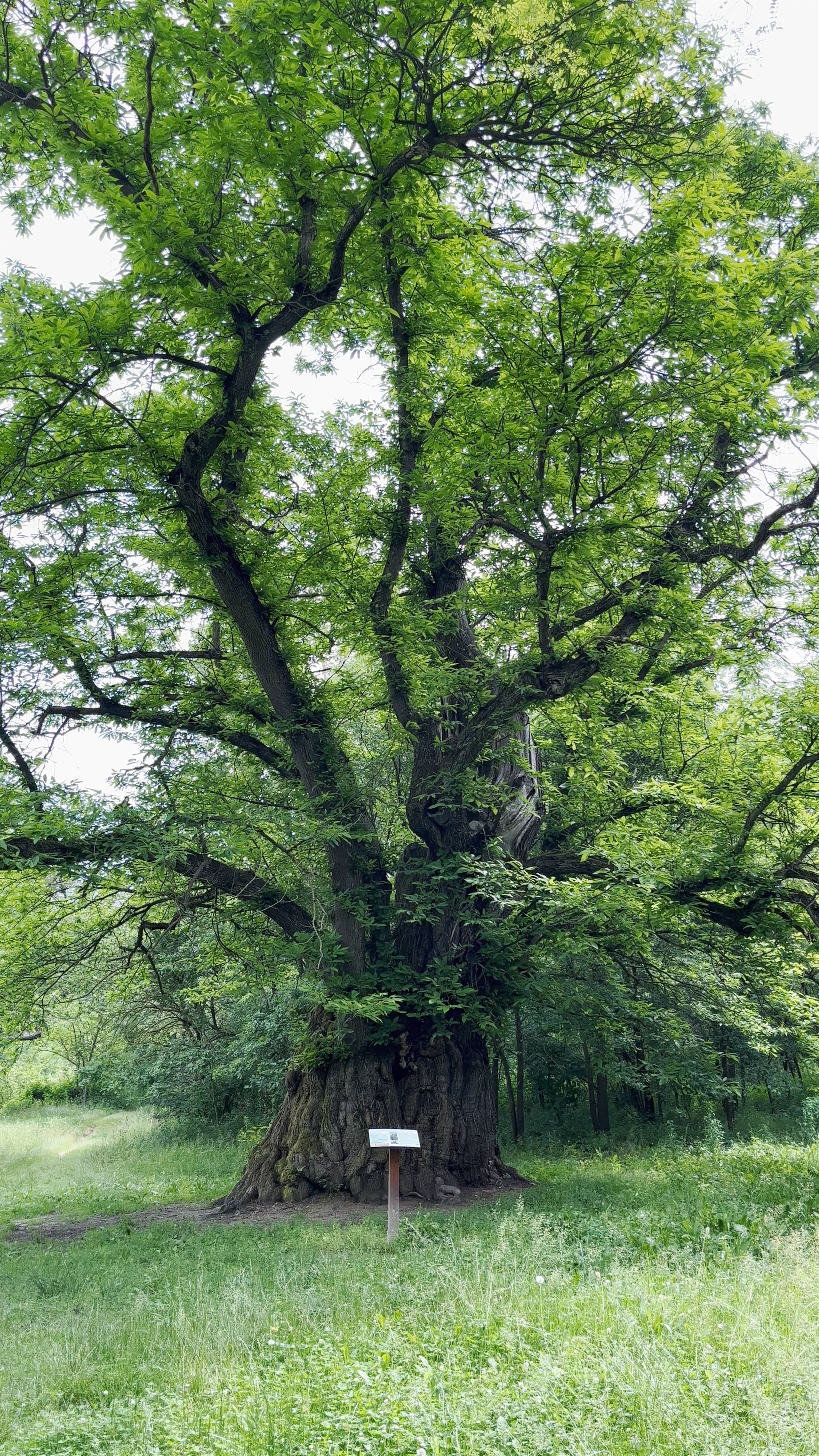 Castagna Granda: The Ancient Chestnut Tree of Monteu Roero