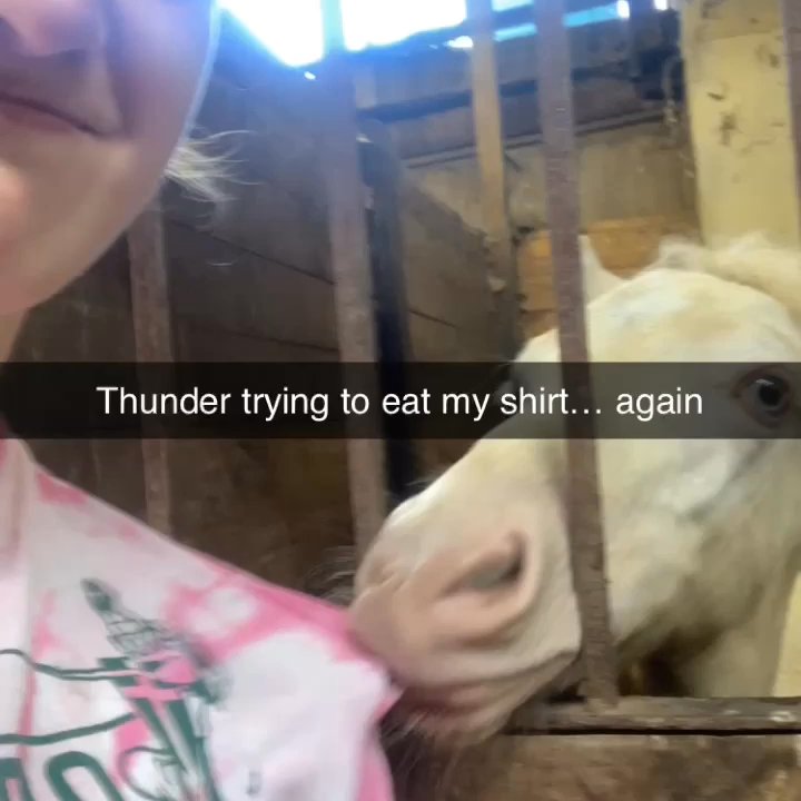 Lee's Riding Stable - Silly baby Thunder trying to eat my shirt . He is so silly and such a character!! - Horseback Riding Near Me - Litchfield, Connecticut